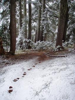 Johnson Ridge trail