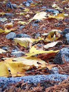 Forest floor on the trail below Nada Lake