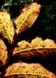 I love fall