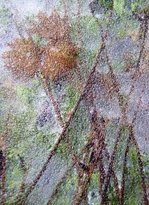 Grasses in ice