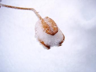 Seed pod