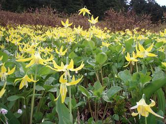 Field of Glacier Lillies and Miners Lettuce