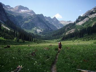 Spider Meadow