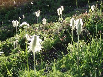 Alpine Mop Tops