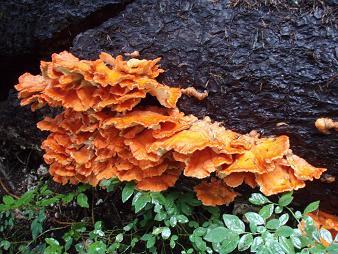 Chicken of the Woods