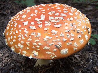 Fly Agaric mushroom