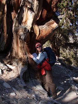 Bristlecone Pine (possibly thousands of years old) in the White Mountains