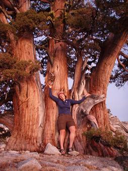 Old junipers at Olmstead Point