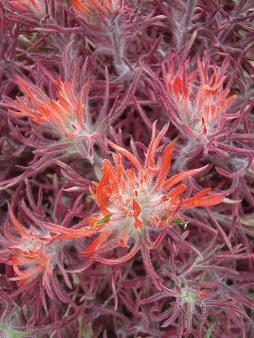 Indian Paintbrush