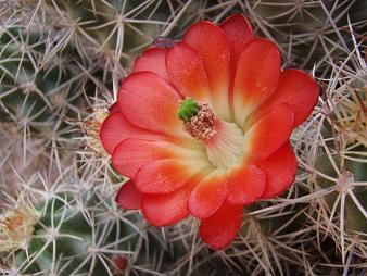 Barrel Cactus