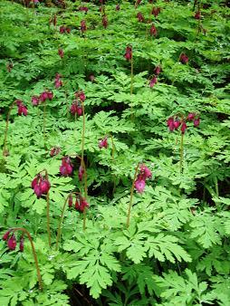 Bleeding Hearts