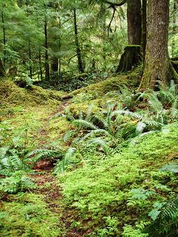 Pratt River Trail