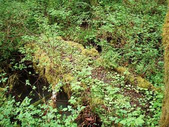 Bridge on the Pratt River Trail 0.1 miles from the Middle Fork