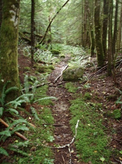 Sometimes the Pratt River trail looked like a trail