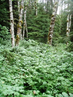 Sometimes the Pratt River trail looked like a wall of brush