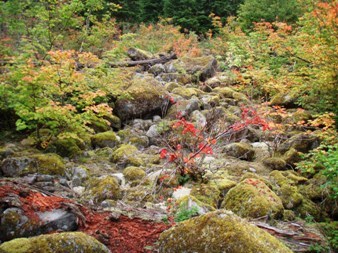 Eventually I left the Pratt River trail and went cross-country