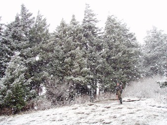 Summit of Dog Mountain