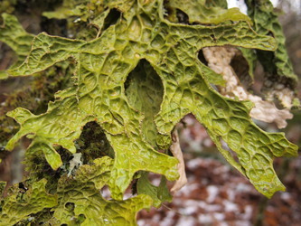 Lungwort lichen