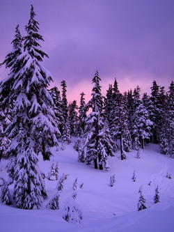 Baker Lodge's backyard at dawn