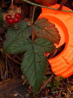 There were lots of clay pigeons scattered on the trail.