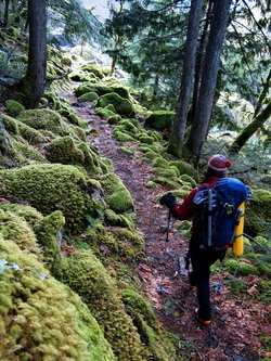 Moss! The Perry Creek trail.