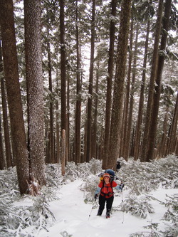 After bashing through young forest, we got into this nice older forest.