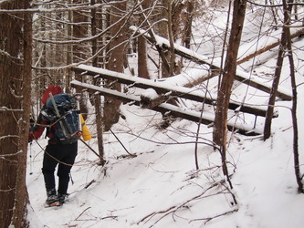 An old utility pole in the middle of the woods.