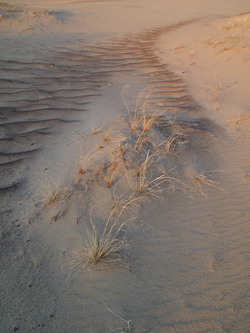 Tufts of grass in the last rays of light