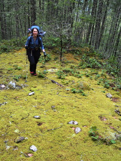 A little moss meadow in the middle of the forest