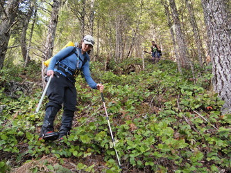 There was a lot of pleasant forested salal slopes