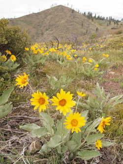 Balsam root with the summit of Tibbetts Mountain in the background.