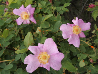 I could literally smell the roses on the lower part of Road 7403