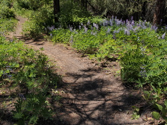 I parked on Road 7305 were it goes over a 2,800' col.  I noticed a bike trail there and decided to give it a try.  The trail went up to 4,000', from there I followed old logging roads and a bit of brush to the normal trail head