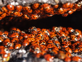 There were hundreds of ladybugs on the summit of Wedge.  http://www.summitpost.org/exploring-the-mystery-of-summit-ladybugs/723486