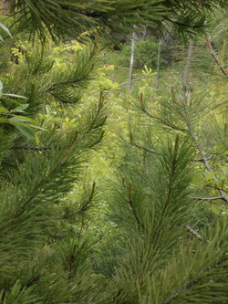 I managed to find some dense east-side brush on my way down.  This is probably where I picked up the two ticks I found on myself later