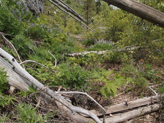 After parking on Road 400 on a switchback at 3,600', I followed this overgrown logging road north to the nose of the ridge