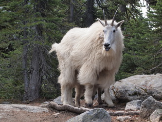 We ran into a few goats on the trail by Colchuck Lake