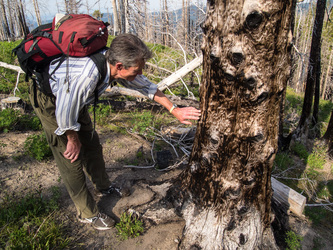 Dad pointed out an amazing burnt and wind-burnished snag