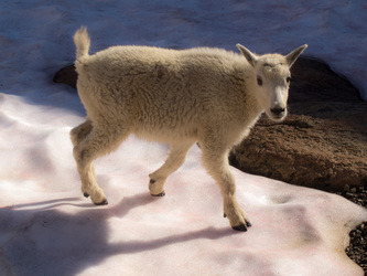 A member of the Ingalls Lake welcoming committee