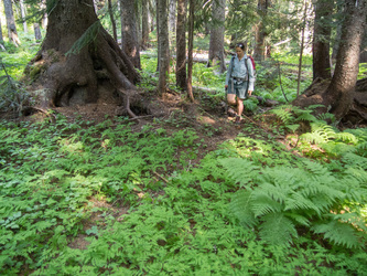 Most of the forest in the Miners Creek valley was pleasant and open, although the last half-mile before the trail was brushy