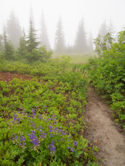 Hiking up West Cady Ridge in the mist