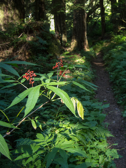 Elderberry by the North Fork Sauk trail