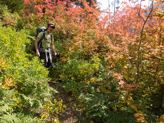 A patch of autumn color on the Mineral Creek Trail.