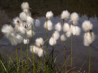 Cottongrass