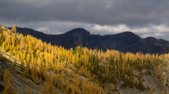 Dark Buckskin Ridge over sunlit larch.