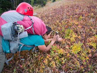 Photographing gentians in an amazing meadow on the north side of Slate Pass.