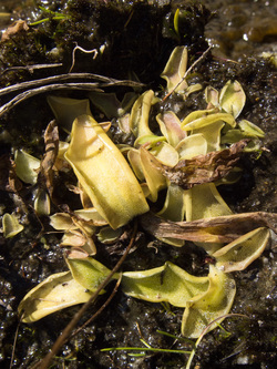 Butterwort!  I found this carnivorous plant on the PCT above Alaska Lake.  A butterwort in the lower left is digesting some insects that are visible on its leaves.  A friend who is writing a plant guide to the PCT (http://storythewalk.wordpress.com/) told me this is the only butterwort on the whole 2,600 miles of the PCT.