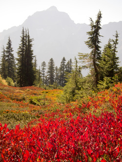 Hibox Peak over huckleberry bushes.