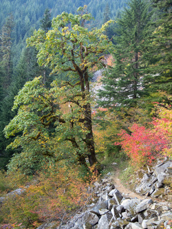 Big Leaf Maple on the Middle Fork Trail.