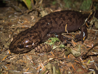 A Pacific Giant Salamander that was hanging out on the  Middle Fork Trail after dark.  I wish I had put something in to get the scale of this guy other than that Western Hemlock cone, it was around ten inches long.